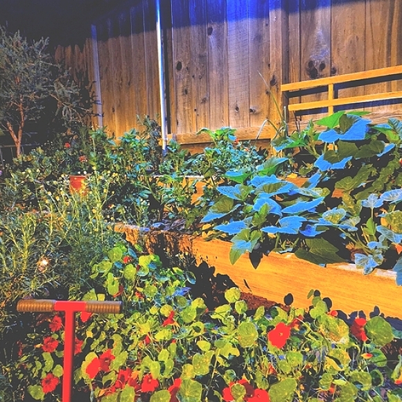 About Sazzle Dazzle✅️FOLLOW LIKE ❤️ Main Listing For Live Show Notifications - Picture 11 of 16